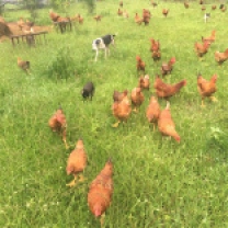 Laughing Frog Farm's Freedom Ranger Chickens