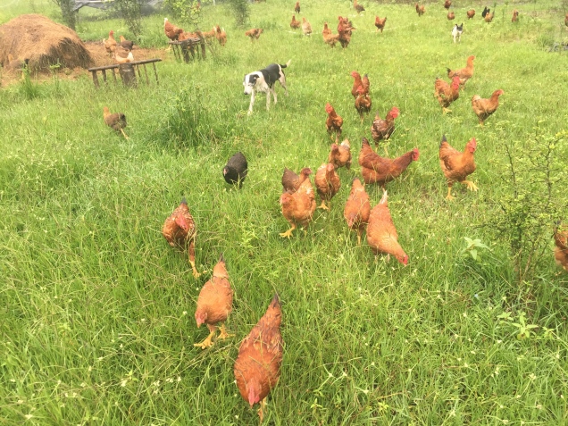 Laughing Frog Farm's Freedom Ranger Chickens